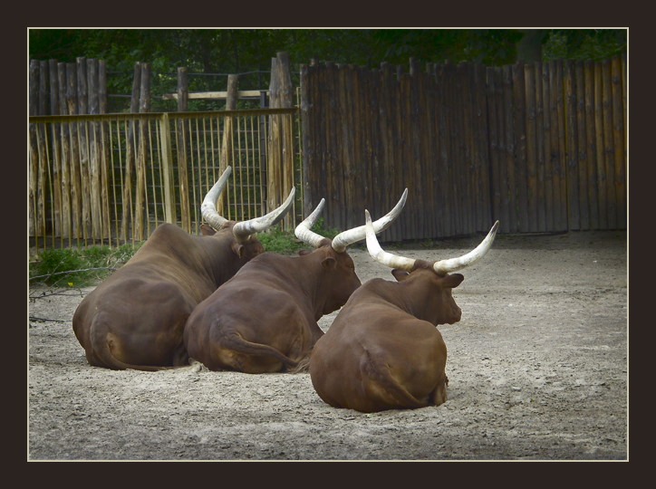 Буйволиная, Статичная