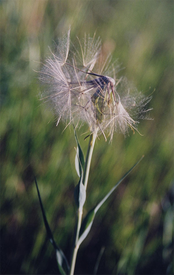 obduwanchik