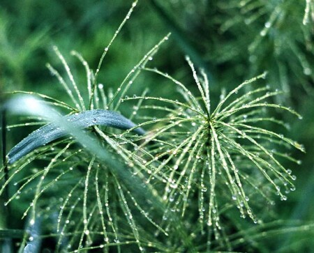 Drops