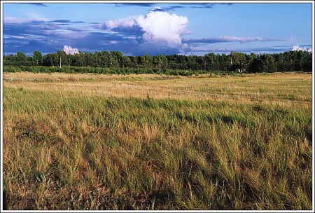 Русское поле