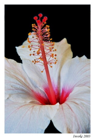 China Rose 3