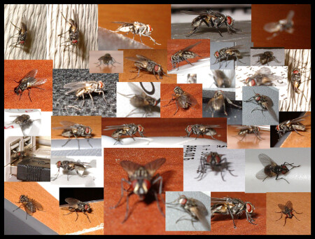 Sic transit gloria mundi (На что ты тратишь свои годы? [пер. с латынскаго])