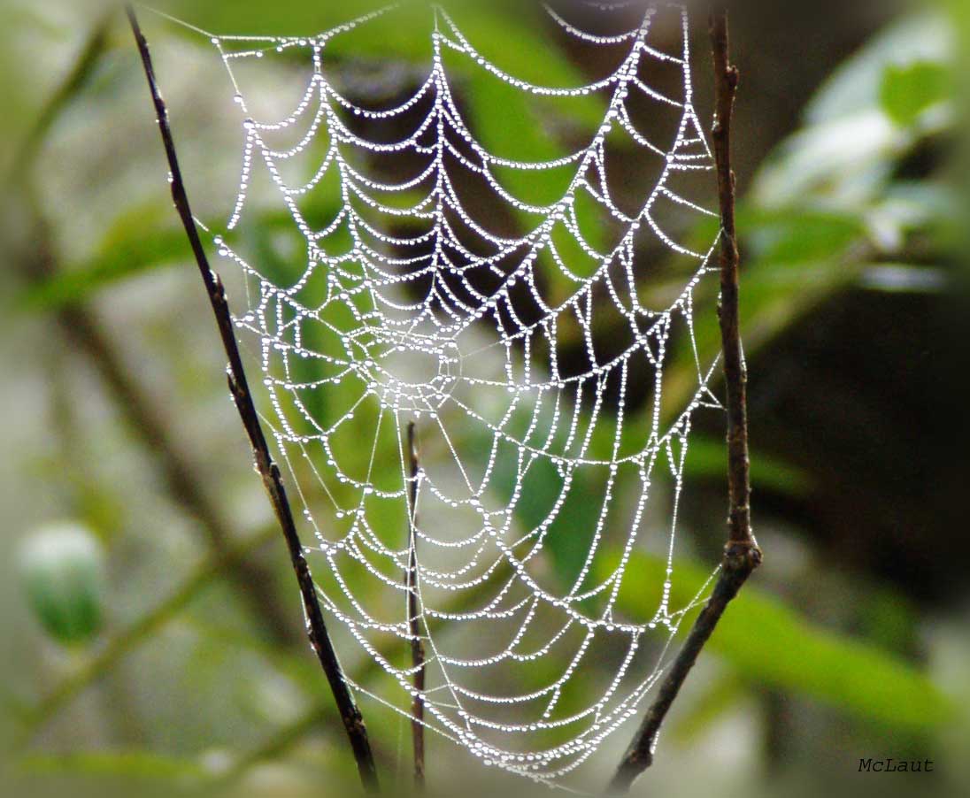 The web