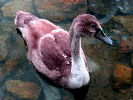 Гадкий утенок