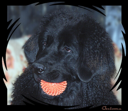 А я ежика поймал! :)