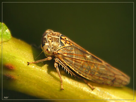 Цикадка (Cicadellidae)