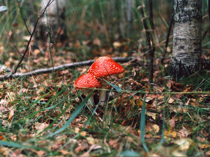 Дело к осени