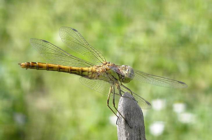 Dragonfly