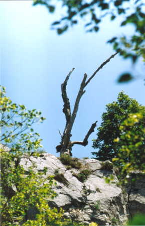 Жизнь и Смерть