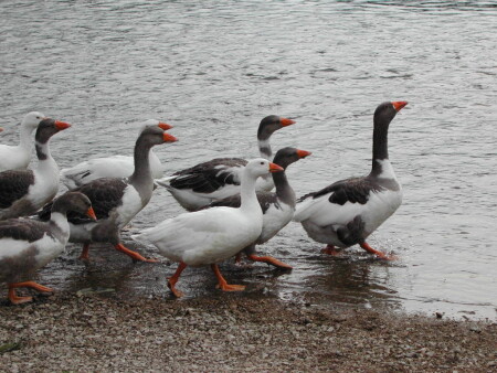 Раз, два, левой...