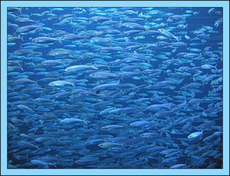 ... море жизни ...
