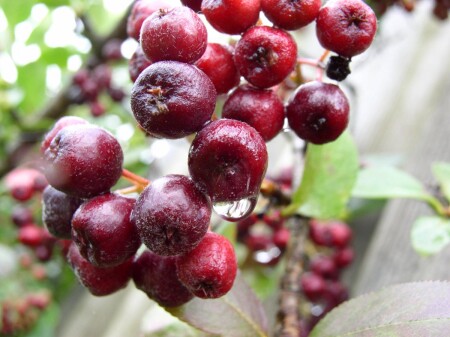 Черноплодка