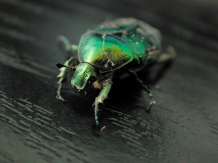 "Зеленый рыцарь"