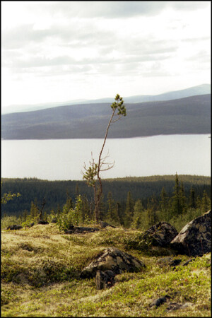 На Севере диком стоит одиноко...