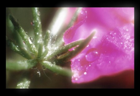 Кое-что из жизни растений