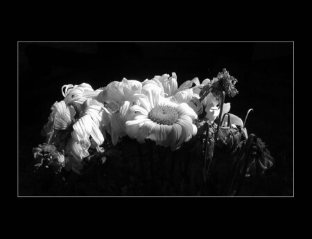 Забытый натюрморт