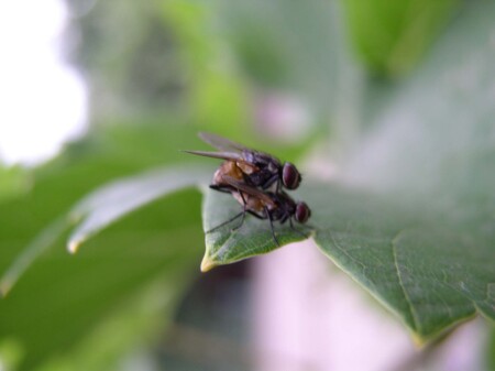 Мухи цакатухи!!!