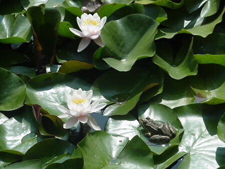 Возьми,Иван Царевич, жалеть не будешь!