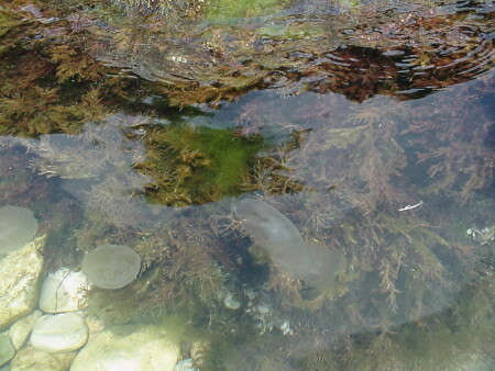 немного из жизни медуз