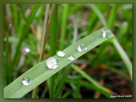"После дождичка, в четверг"