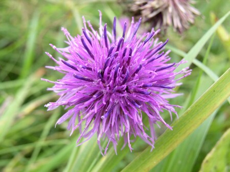 Пушистый цветок