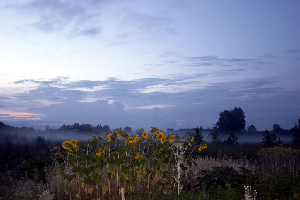 Sunflowers by night