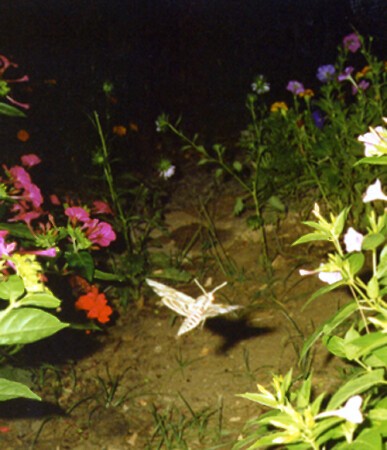 Посадка штурмовика в ночных условиях