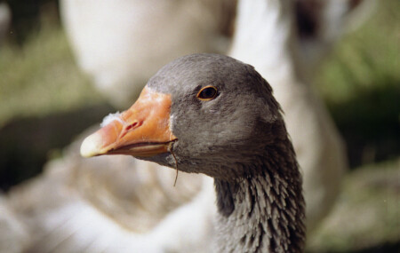 Гусь. Просто гусь.