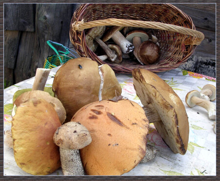 Грибы под мухой