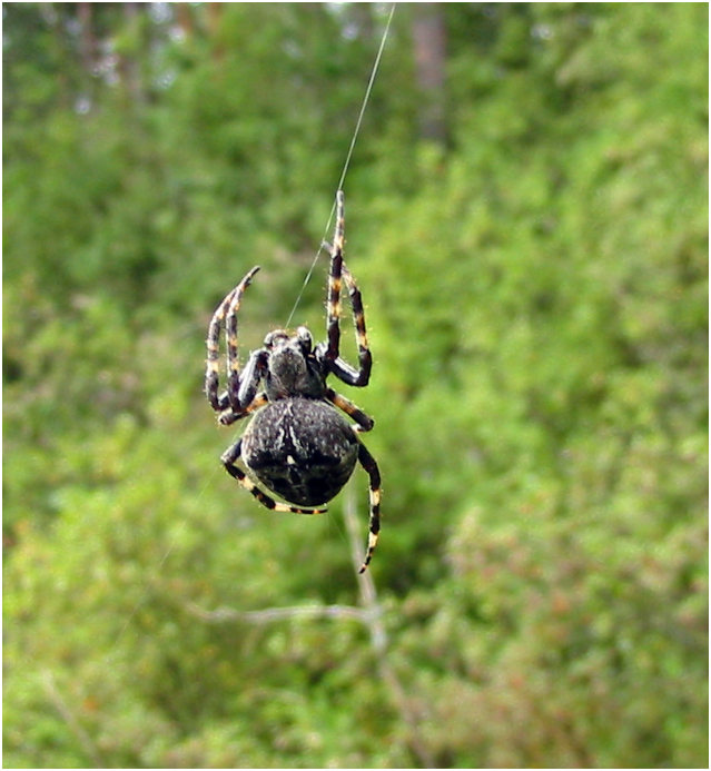 WebMaster