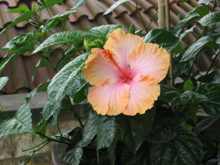 В королевском саду Праги.