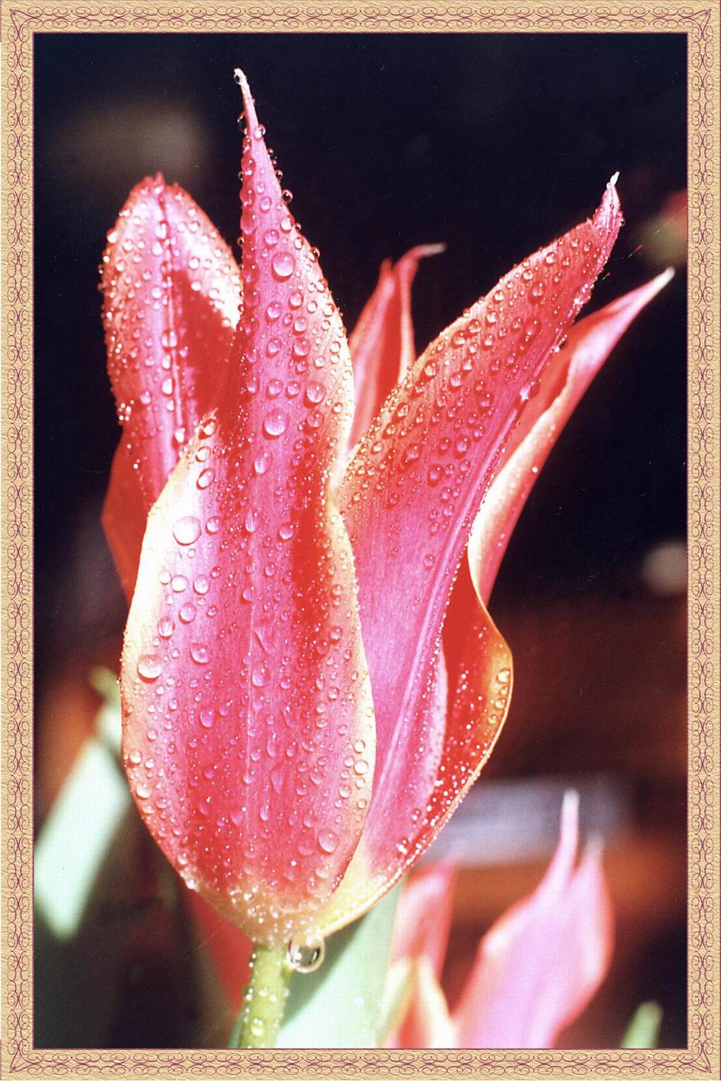 Flower