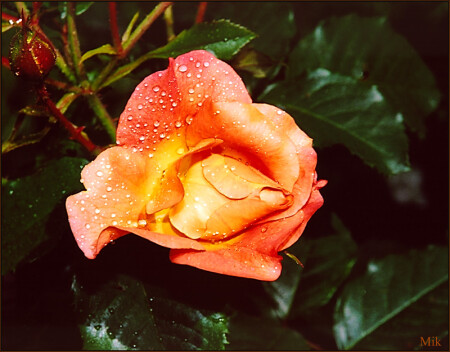 Мимо утреннего сада...