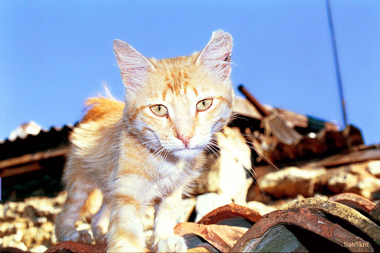 Ностальгия по летним котам