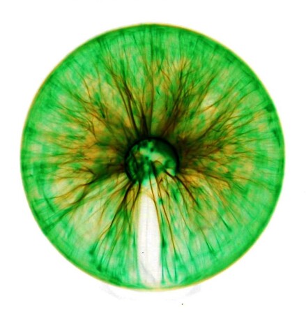 Green EyE...