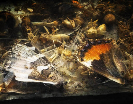 Тихая смерть