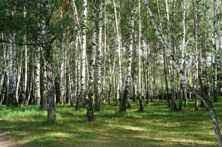 Белый лес