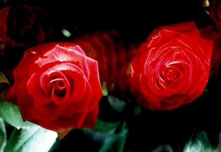 дружба навек