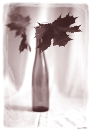 Одиночество гербария 3