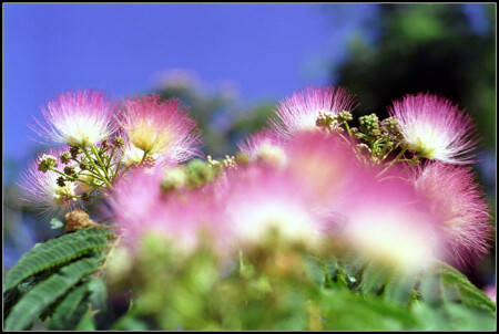 Цветы моей мечты