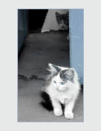 ***кошки***