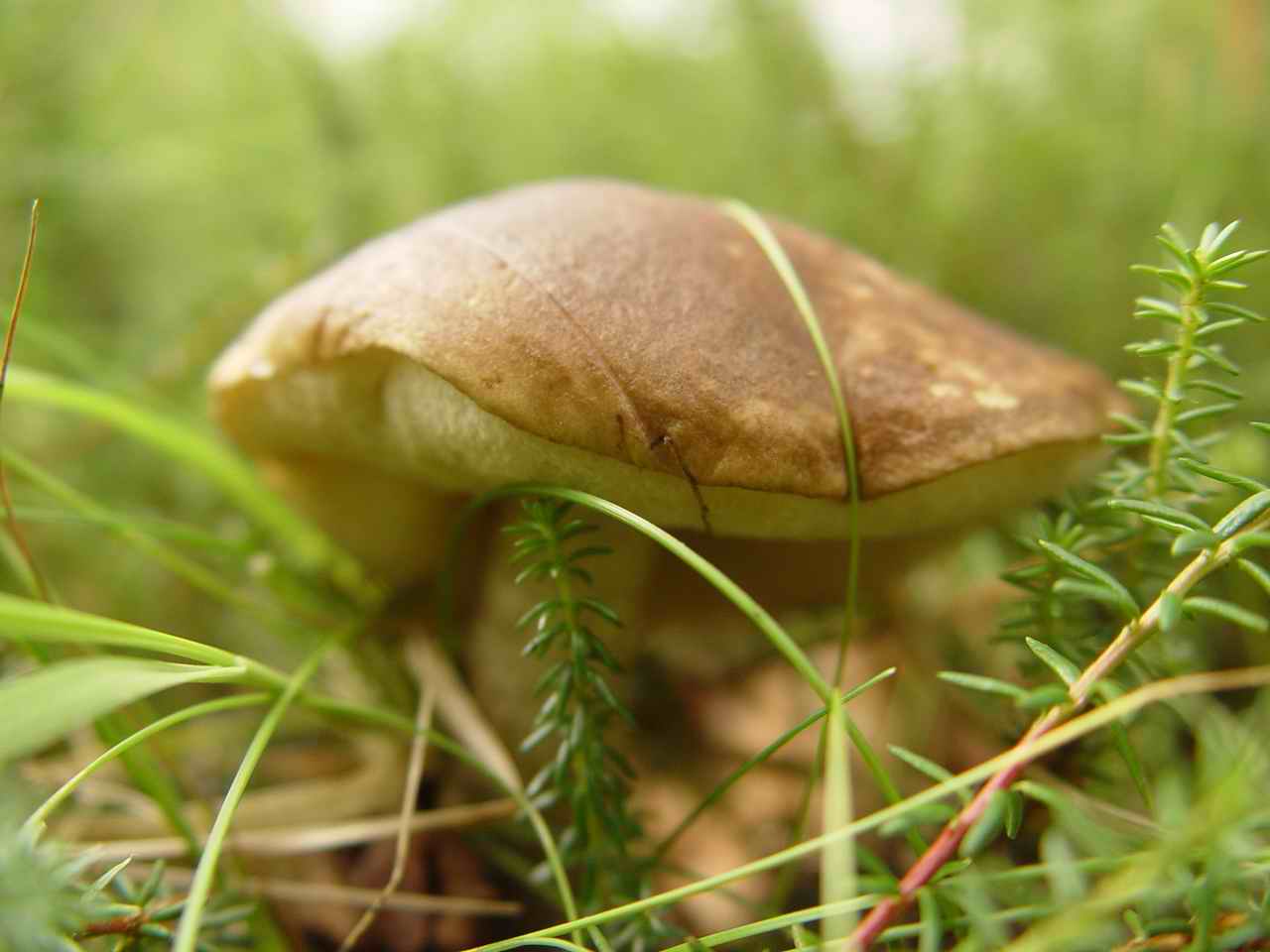 август