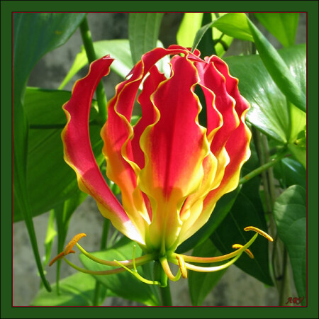 Пламя... (Глориоза Ротшильда Gloriosa rothschildiana )