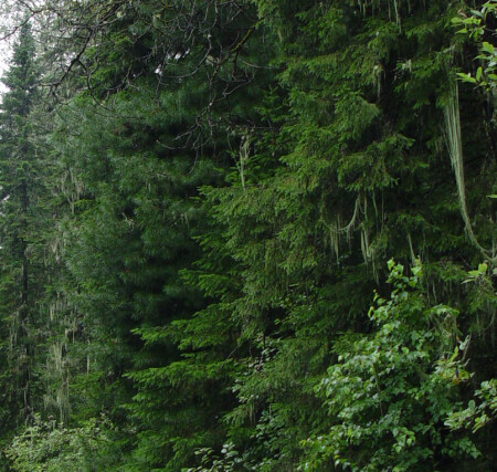 Сказочынй лес