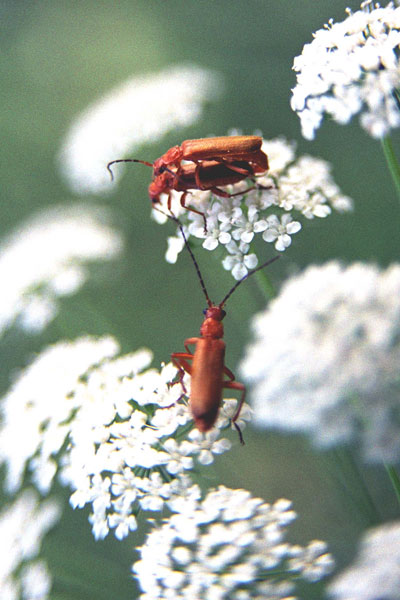 Nabludatel