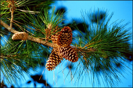 Южный кедр...