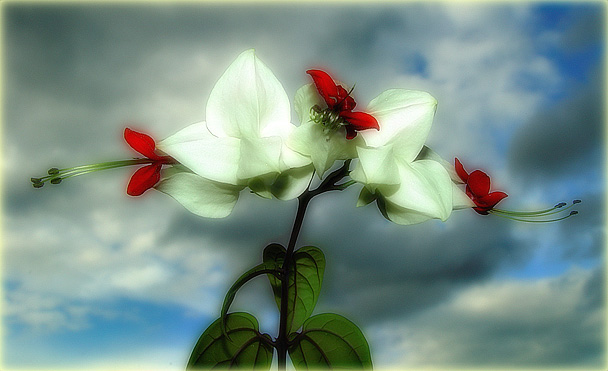 Soft Flower