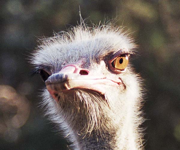 Nabludatel 2