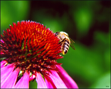 Эх...наемся...