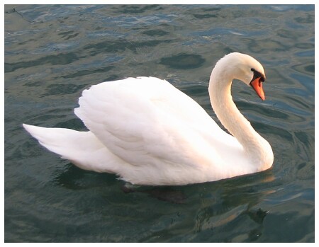 Поручик, вы никогда не мечтали...? или не стреляйте в белых лебедей